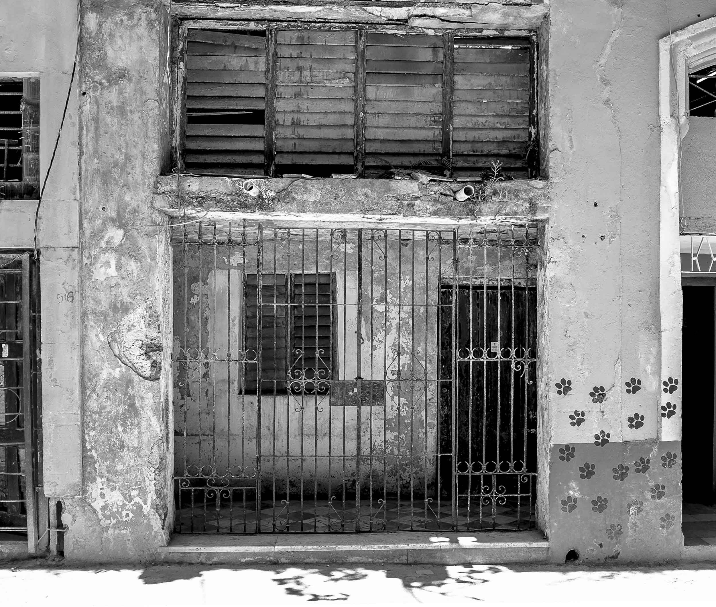 Gate And Paw Prints, Havana