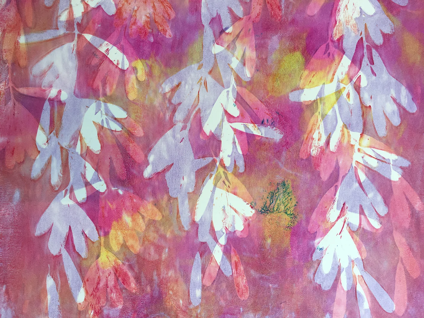 Pink trailing plant study
