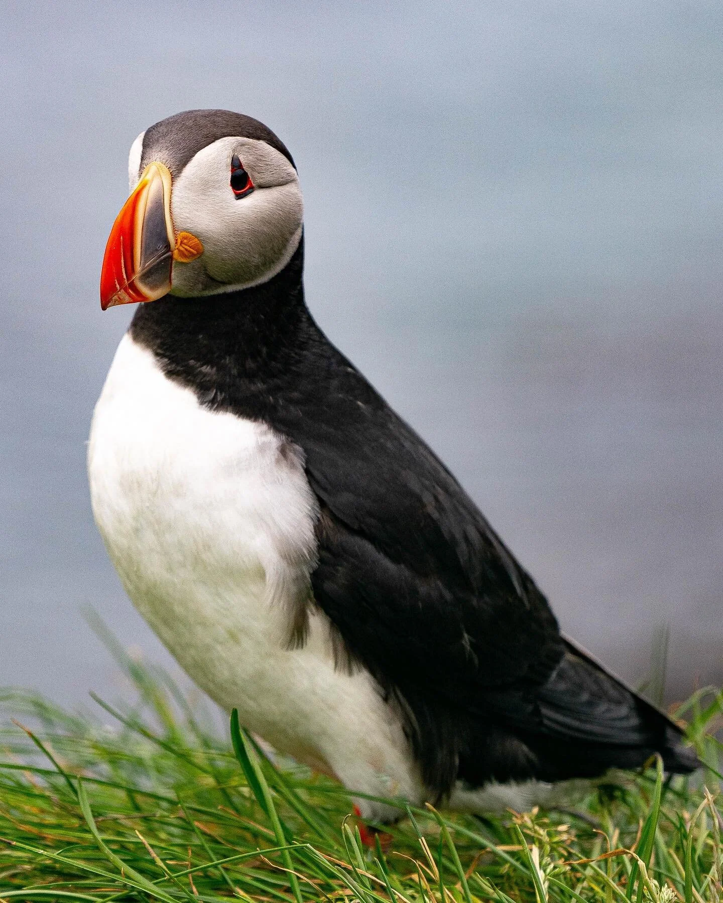 Finally laid eyes on these little beauties. Swipe through to get your puffin fix... ✨