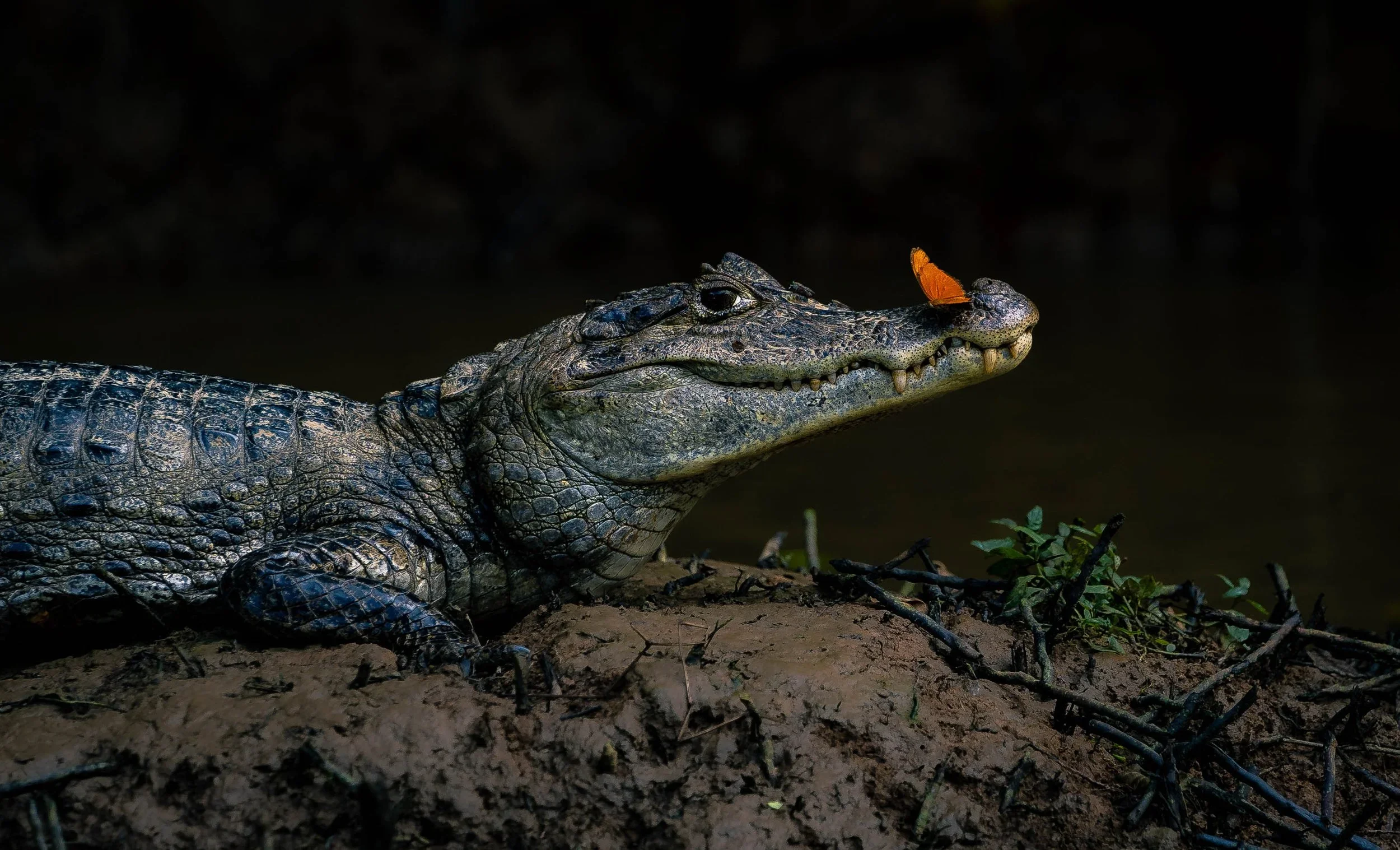 Alligator.webp