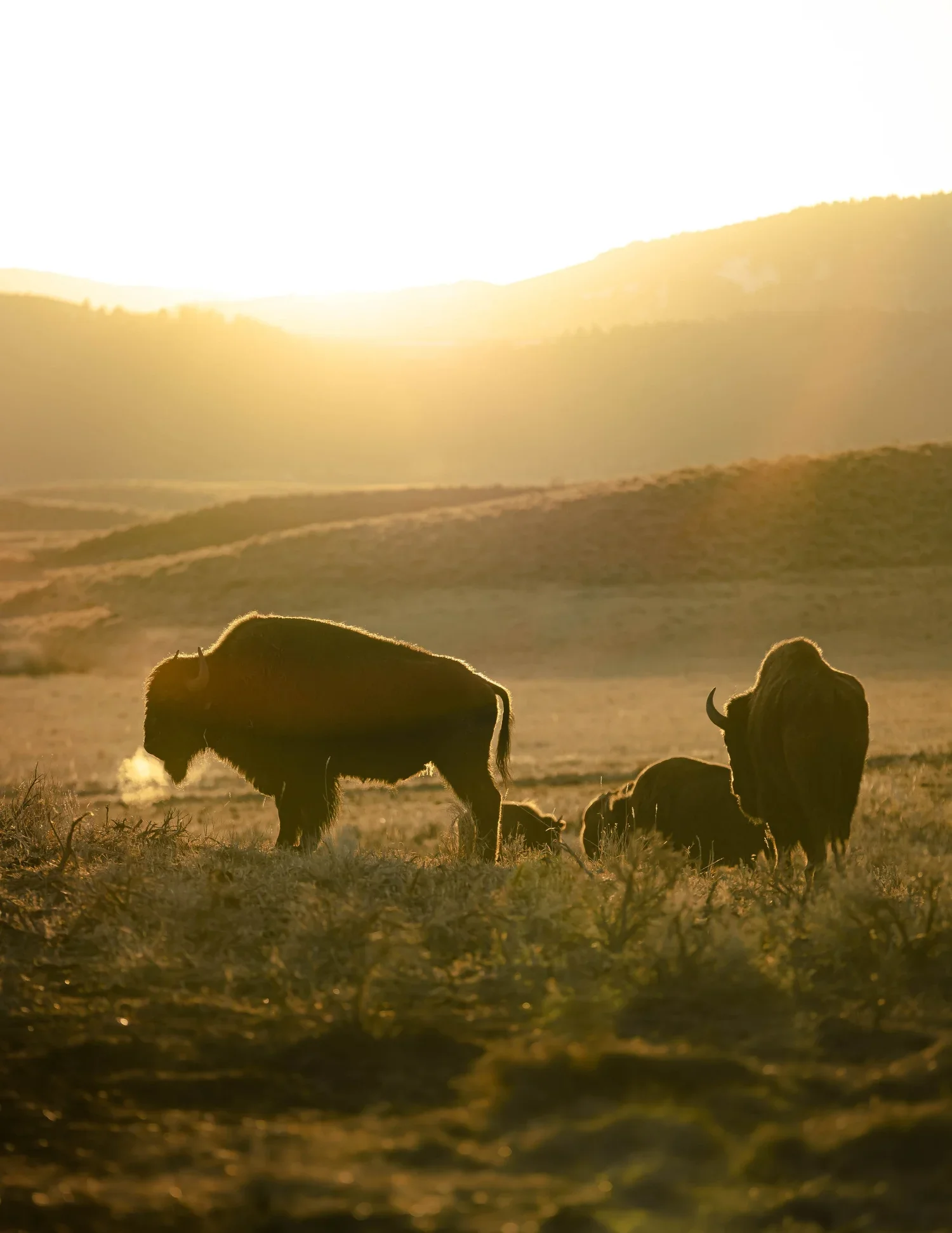 Bison.webp