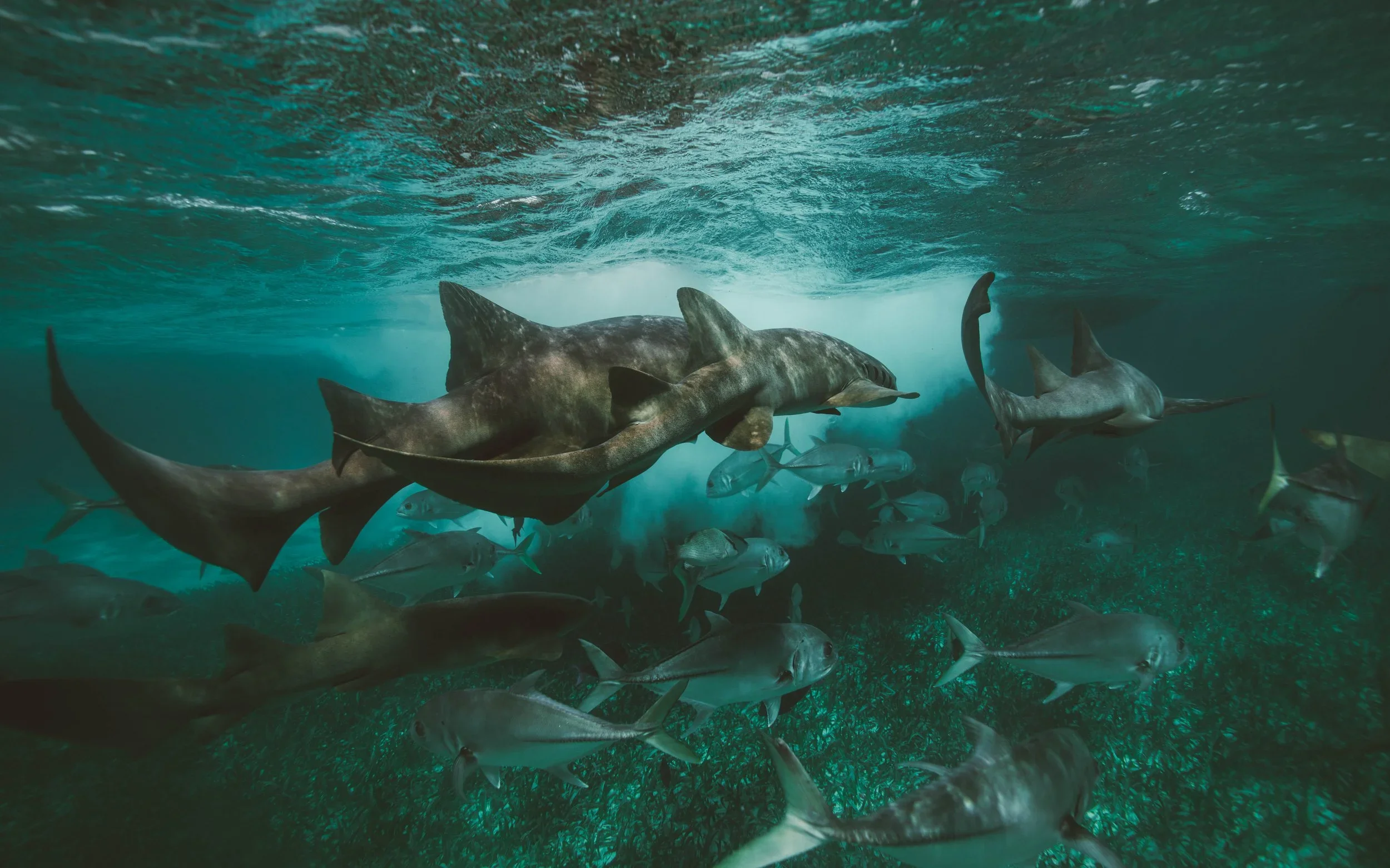 Sharks.webp
