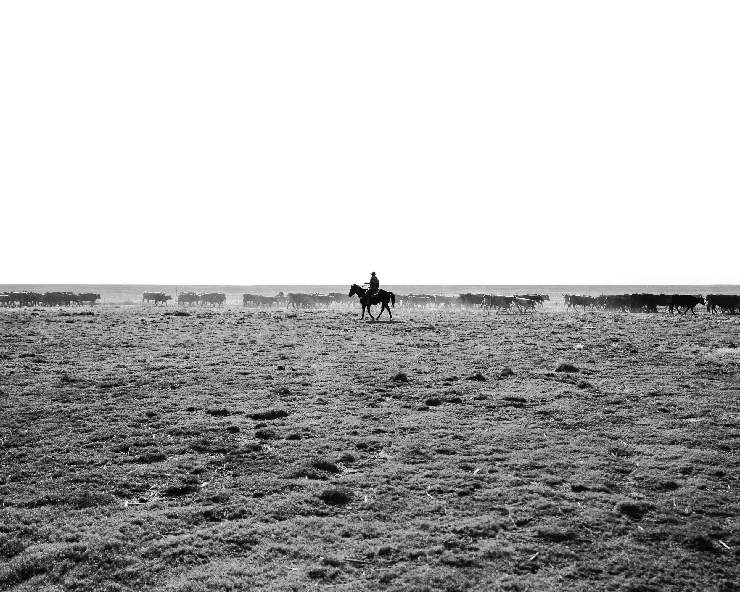 Ranch.webp
