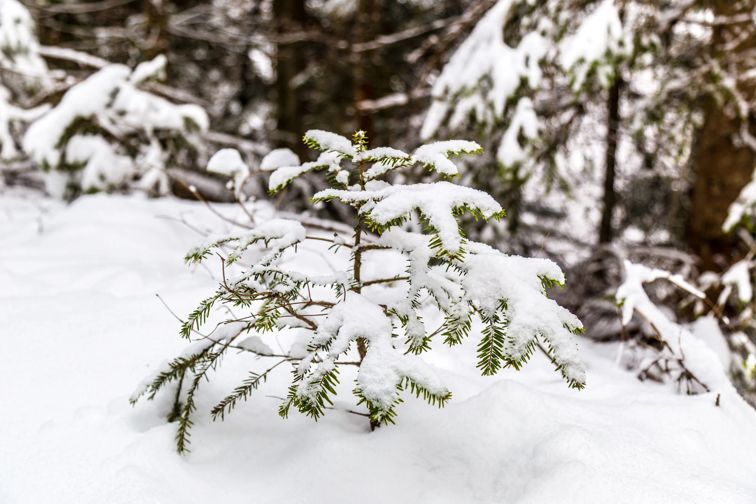 First_Snow_185.jpg