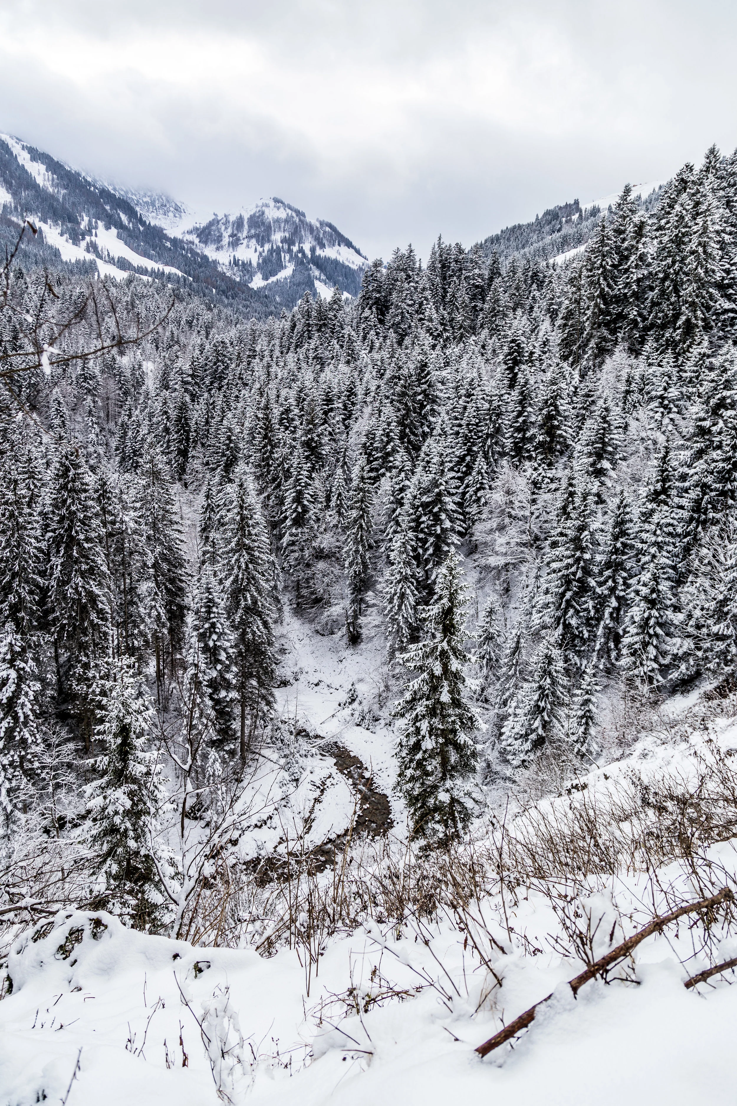 First_Snow_200.jpg