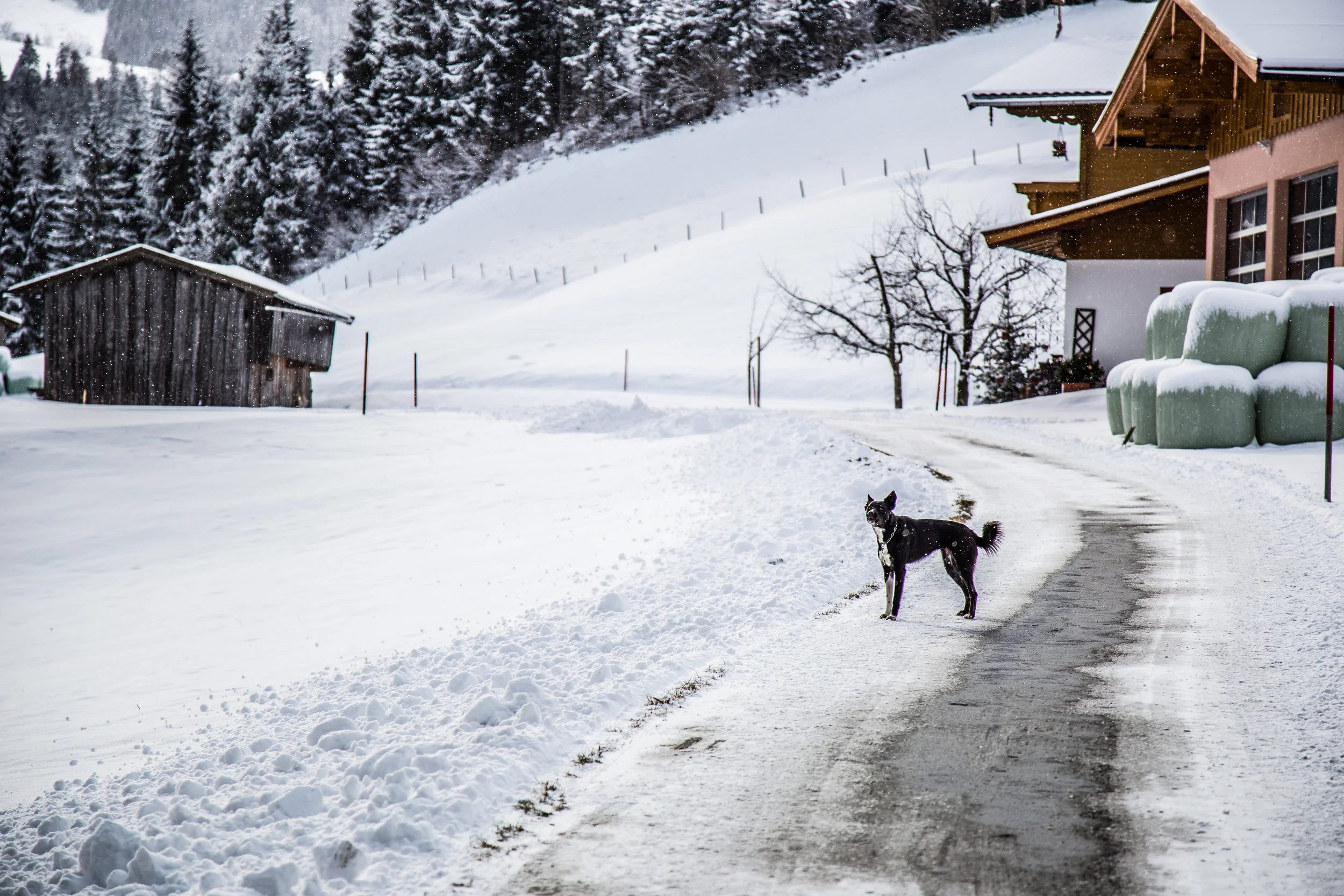 First_Snow_158.jpg