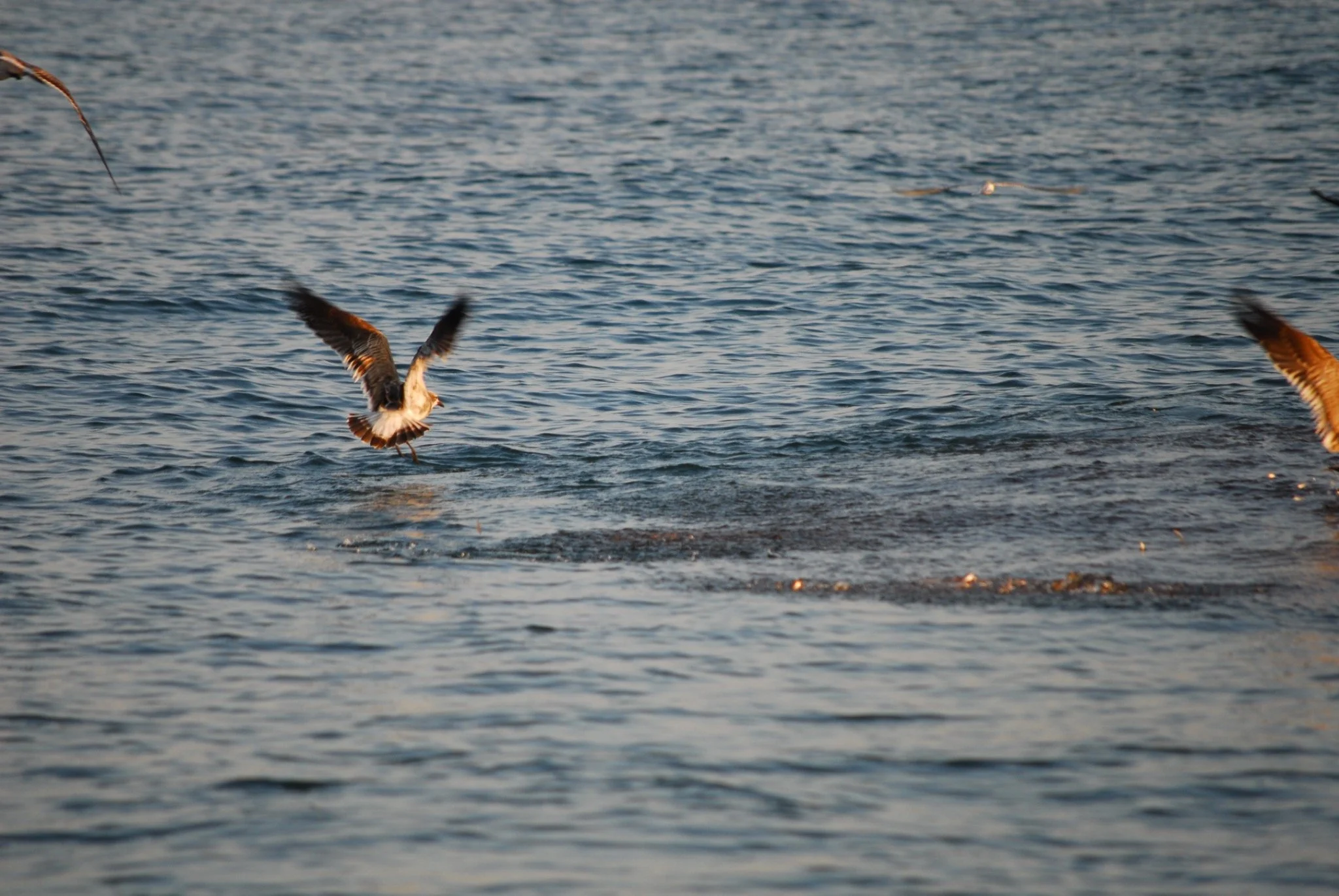 Seabirds working over a surface feed while baitfish and predatory fish disturb the water.