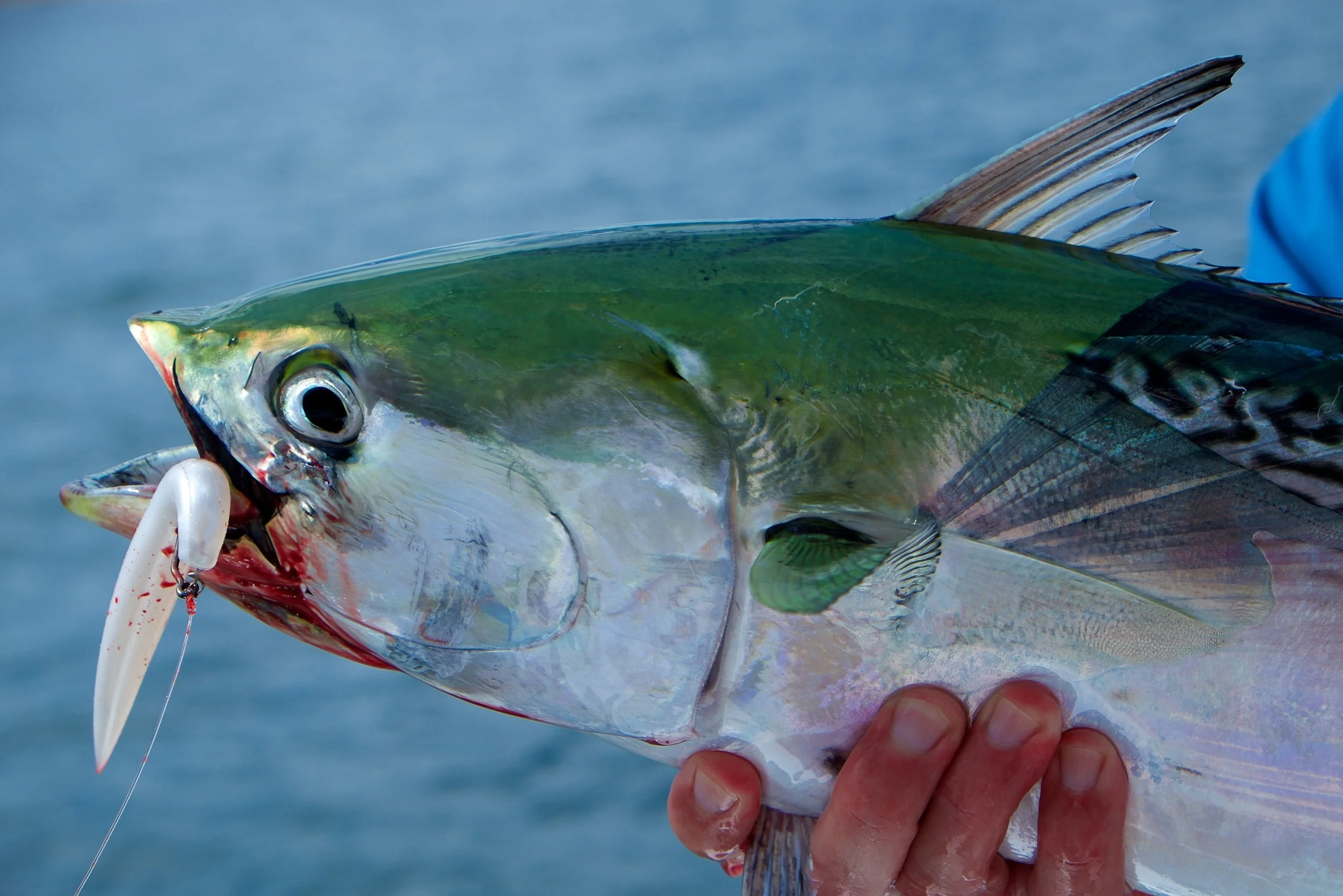 fish snax lures tackle tuna crews a 5 in Shop  Fish Snax Lures