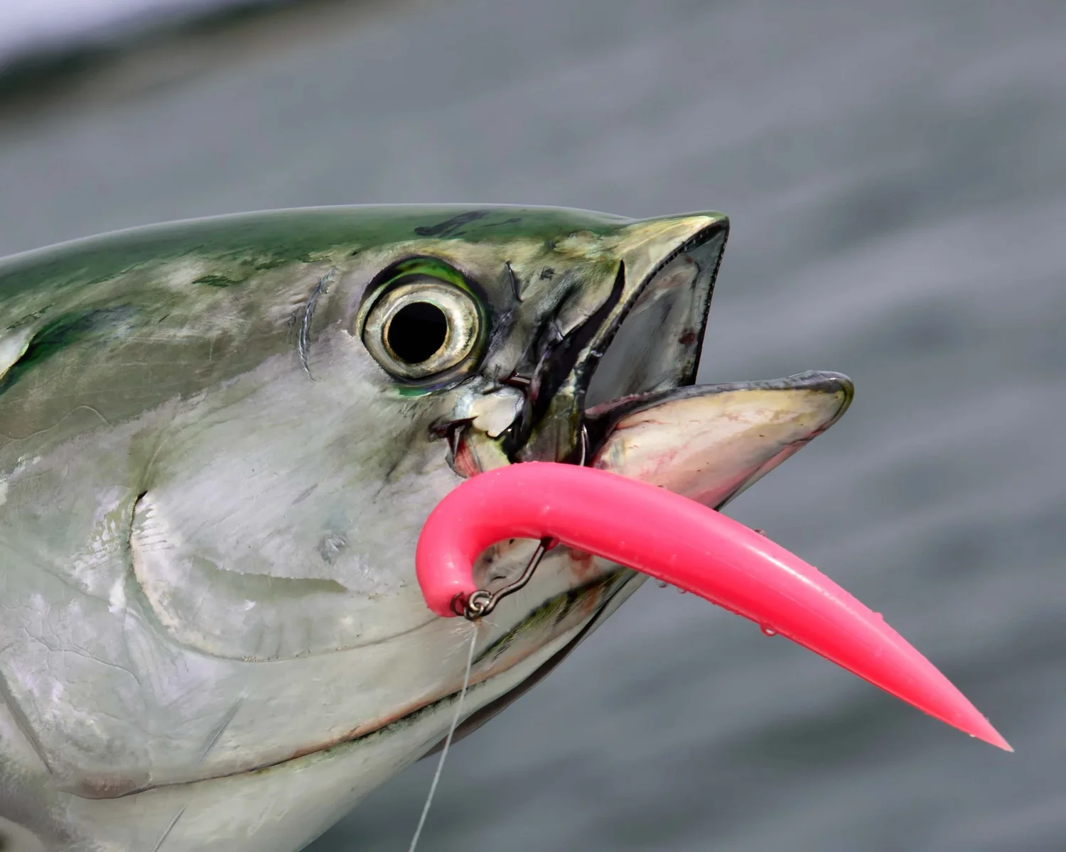 Fish Snax Lures Gift Card Fish Snax Lures Fish Snax Lures Gift Card Fish Snax Lures