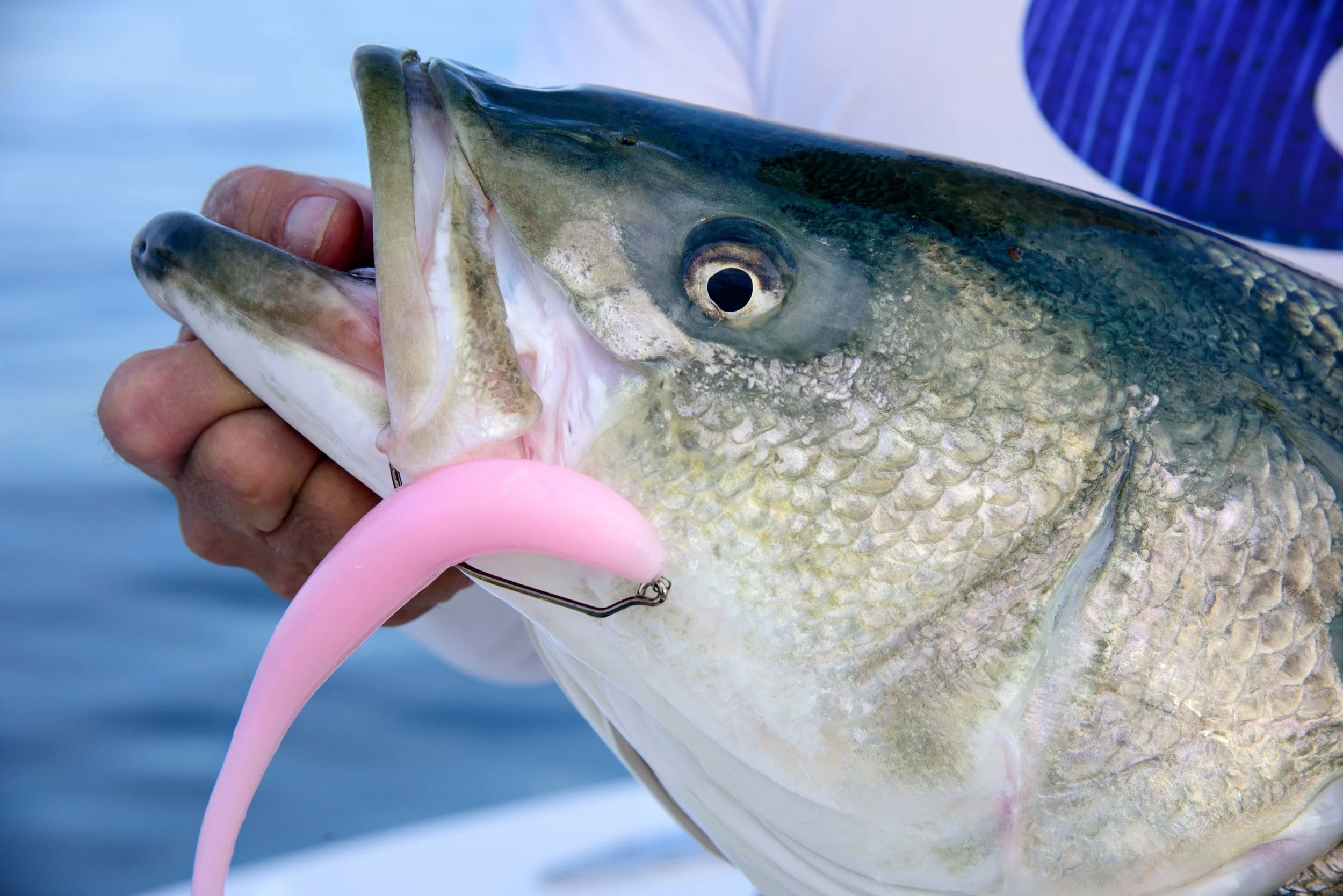 fish food lure A.M. Fishing 100 meters Broad Mountain Muskrat Food Lure