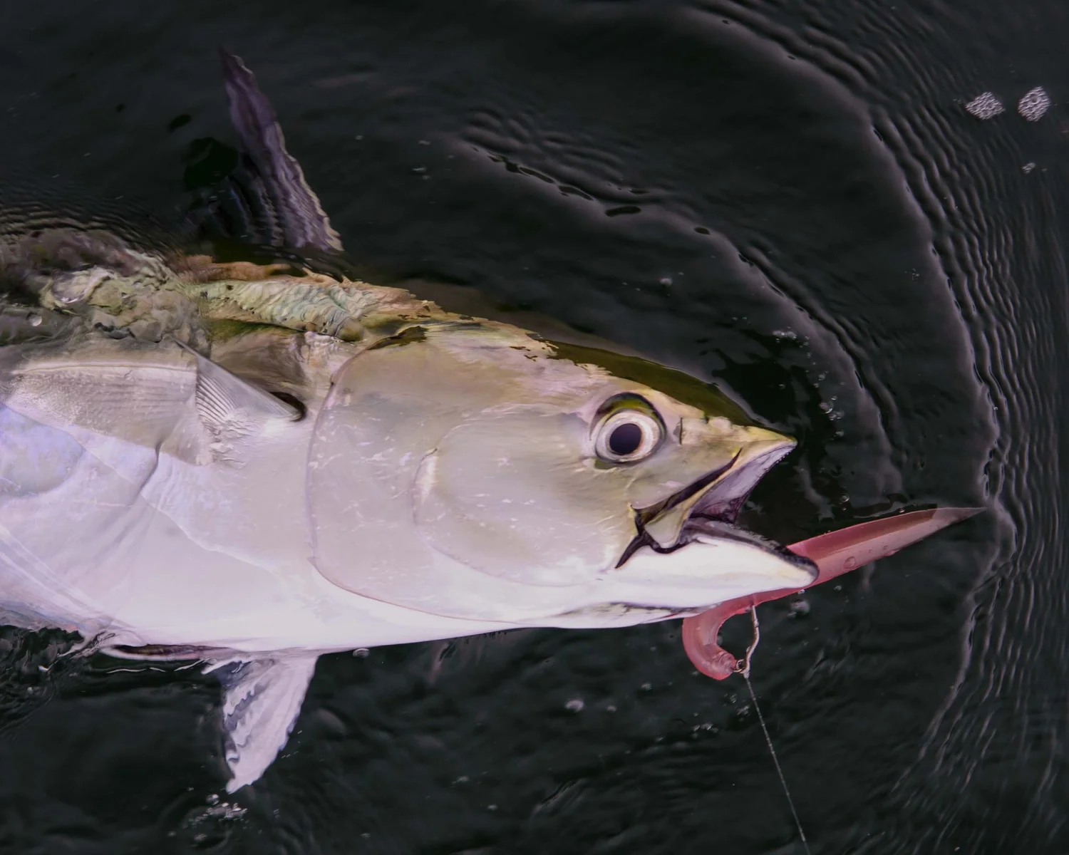 Albie Snax 6 Pack  Fish Snax Lures