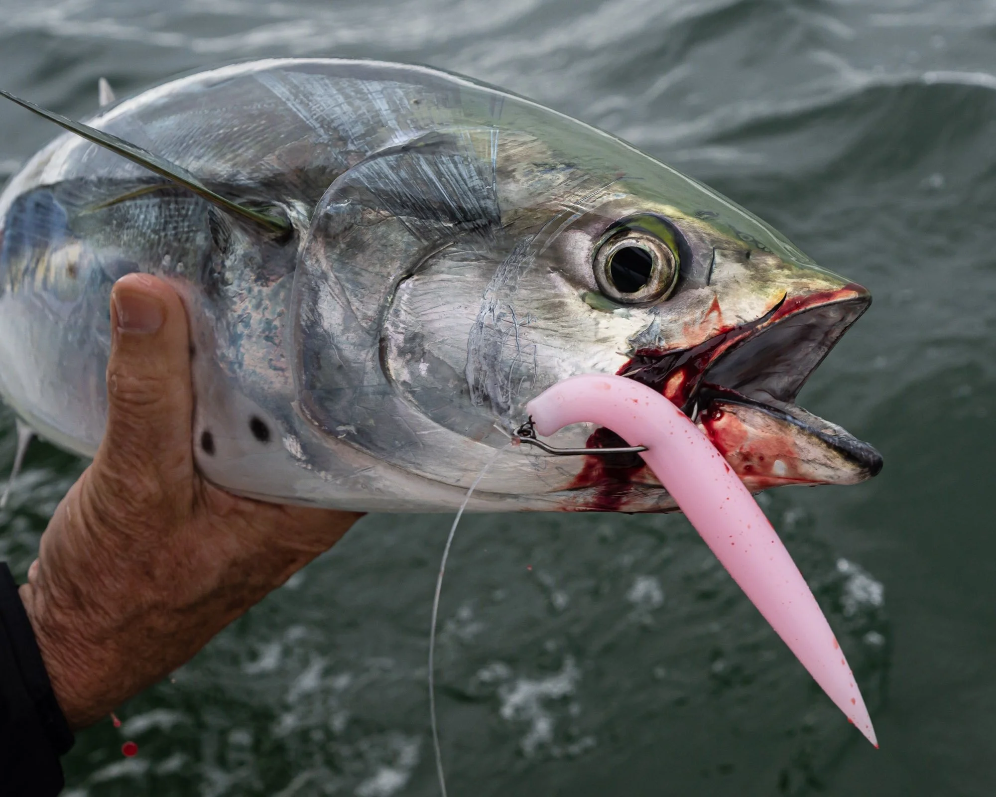 Close-up of a false albacore caught on a lite pink Albie Snax soft plastic lure while fishing at Menemsha.
