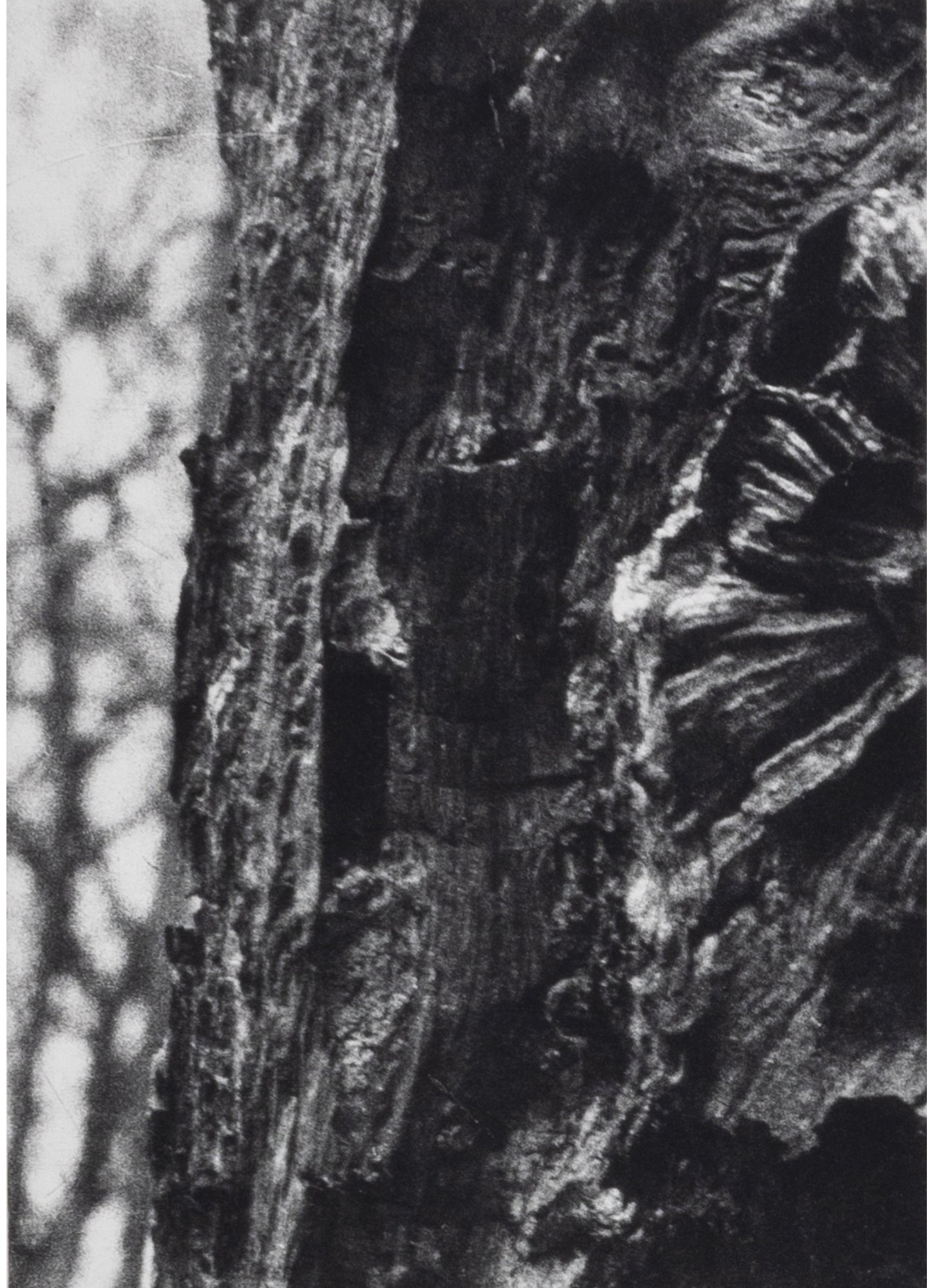 Roots-Underworld-Series-13.jpg