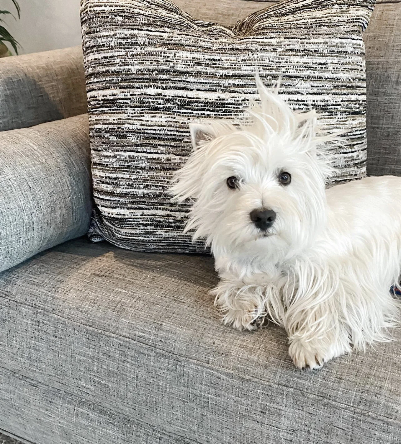 Client’s dog, Oliver, on a custom-designed sofa by Julia Adele Design. Photo copyright: Julia Adele Design.