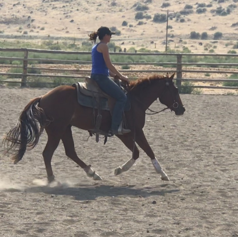 5.17.19 blog post 2 horses heal weight loss.jpeg
