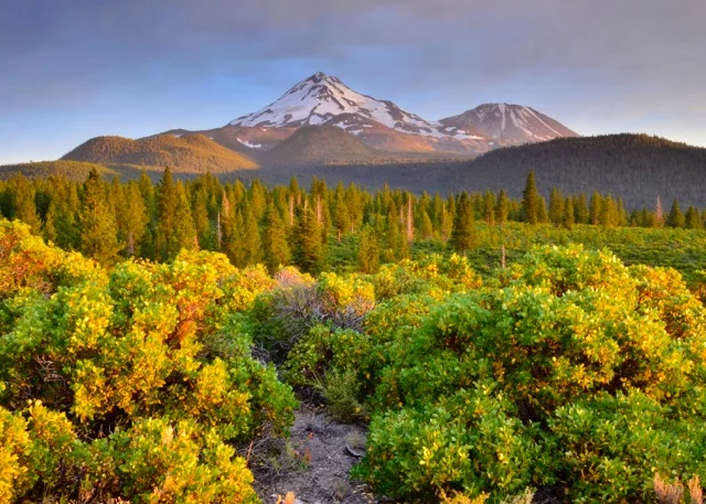 Shasta_iStock_47327086_LARGE.jpeg