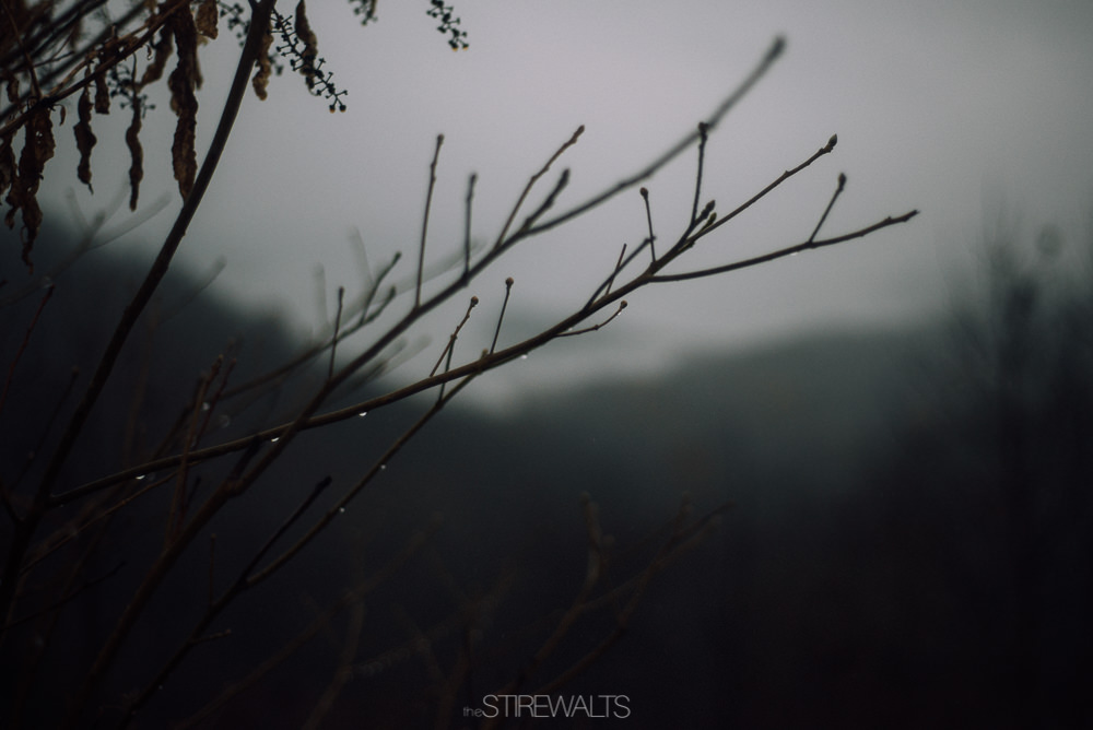McKims.couples.session.2016.TheStirewalts-37.jpg