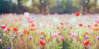 You Belong among the Wild Flowers