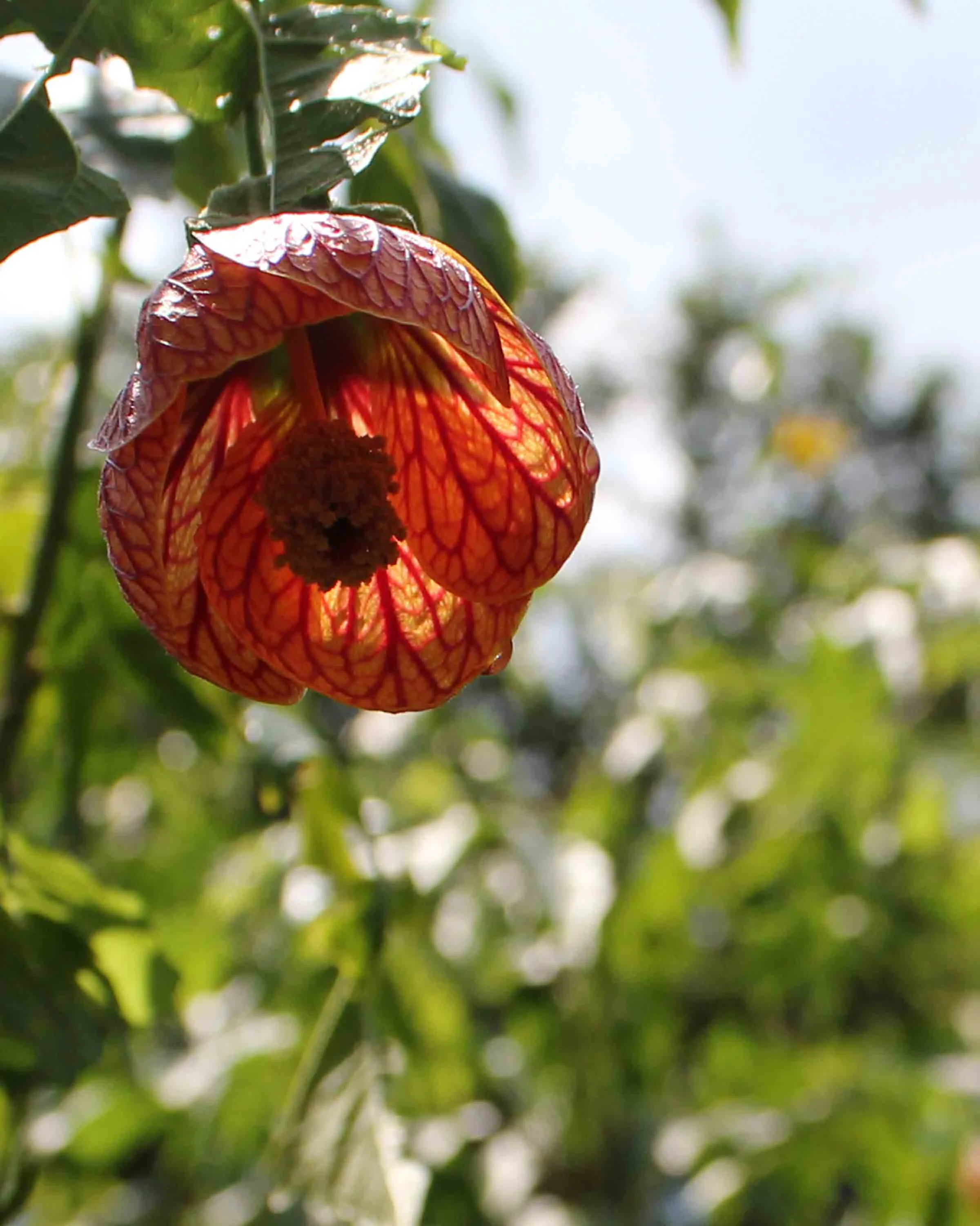 Sunshine illuminating petals.