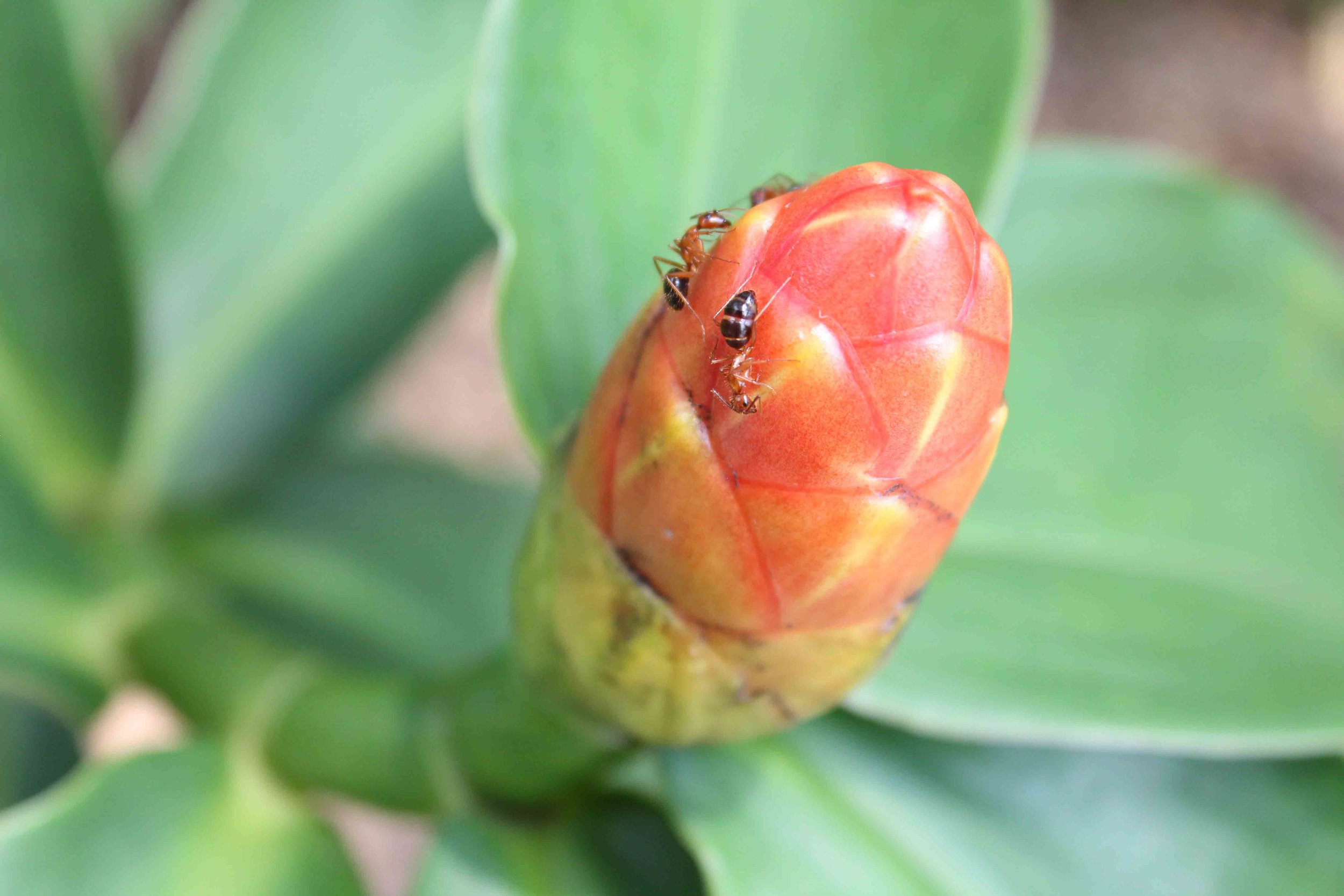 web Kapanaha Ginger Nectar.jpg