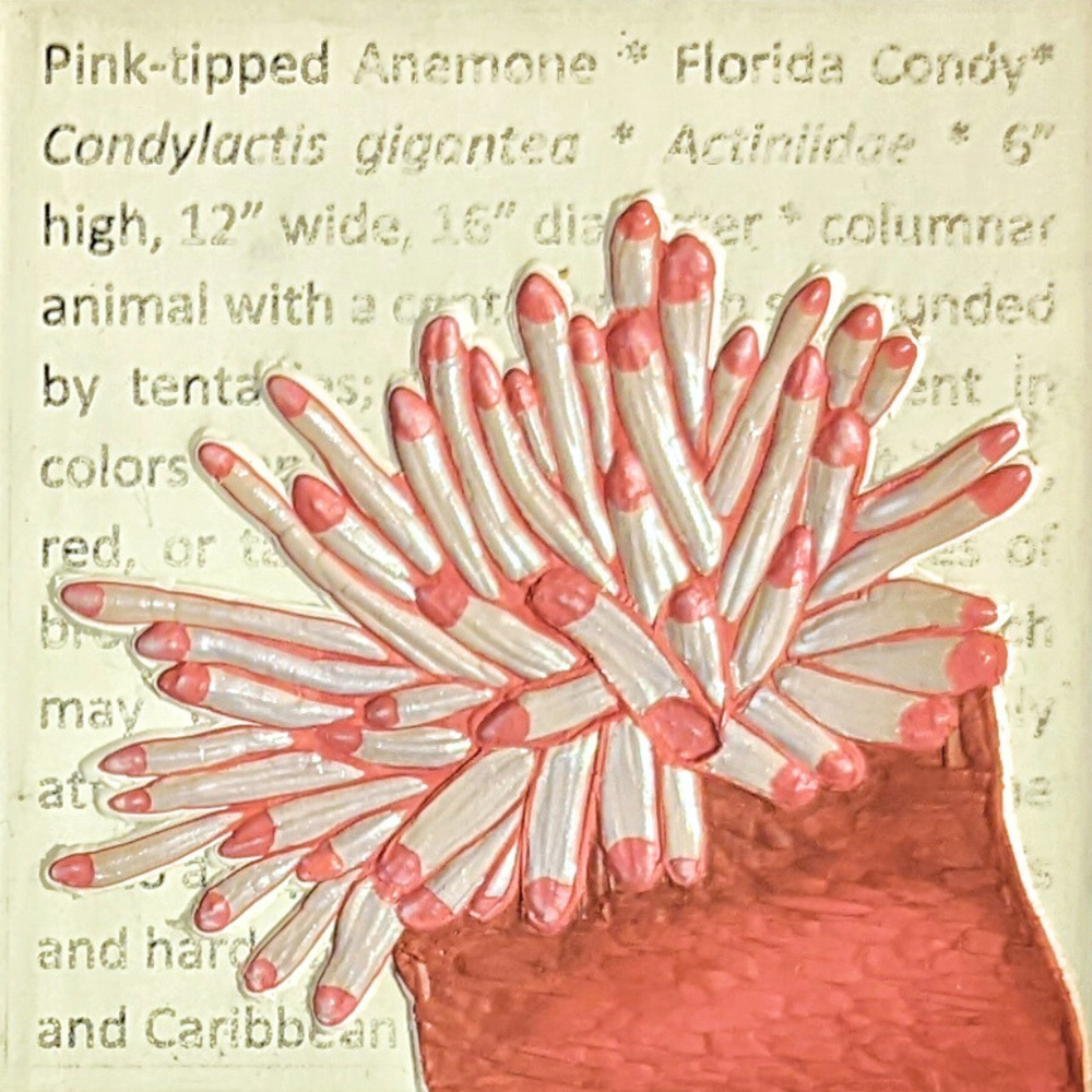 Pink-tipped Anemone.png