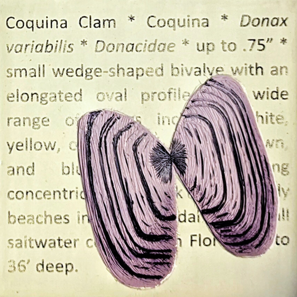 Coquina.png