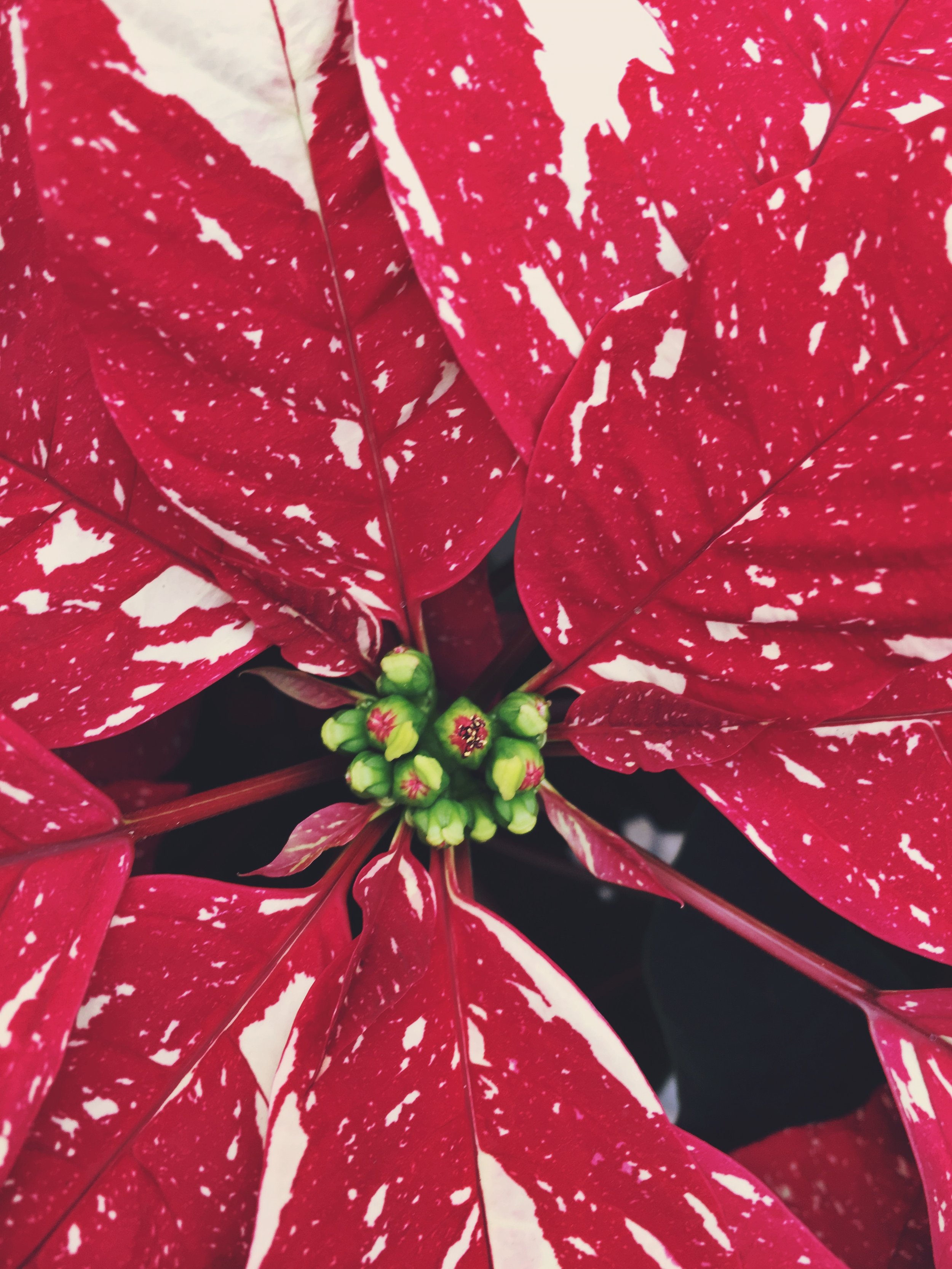 'Jingle Bell'