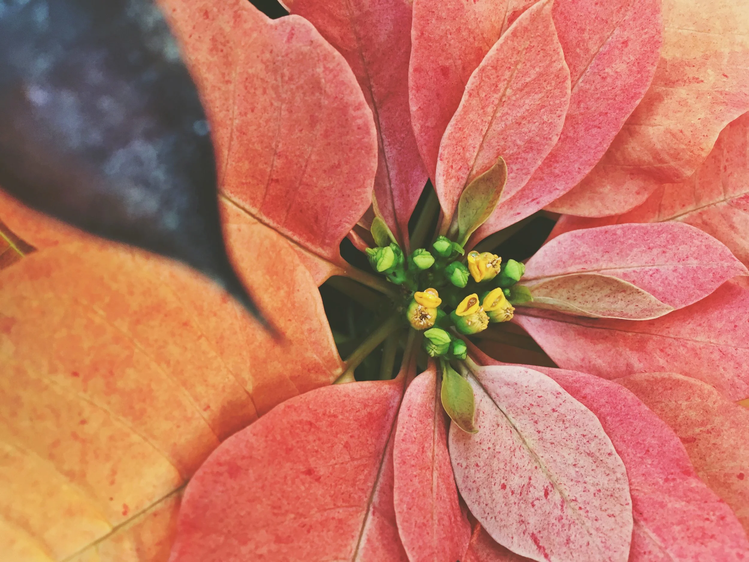 'Flores de Noche Buena' Flowers of the Holy Night 