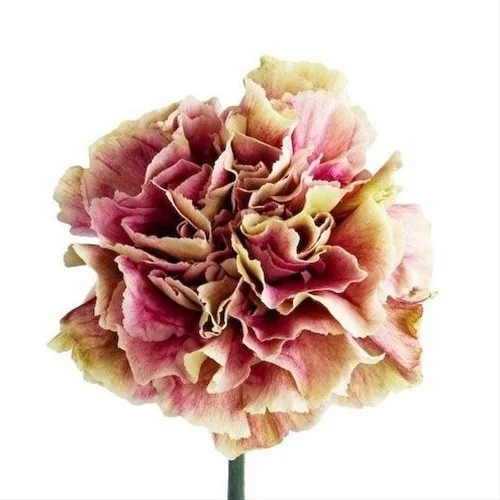 January Birth Flower