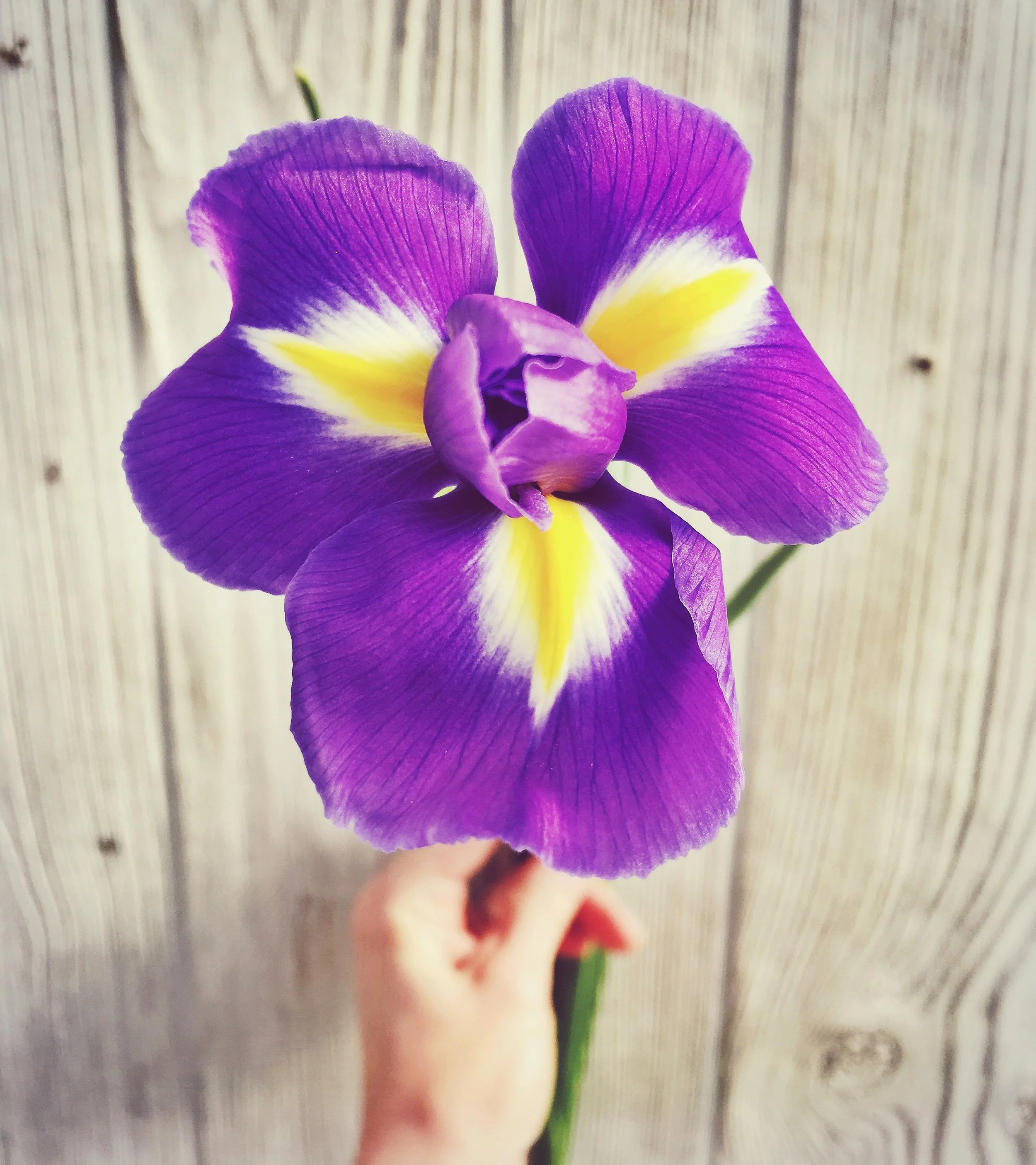 February Birth Flower 