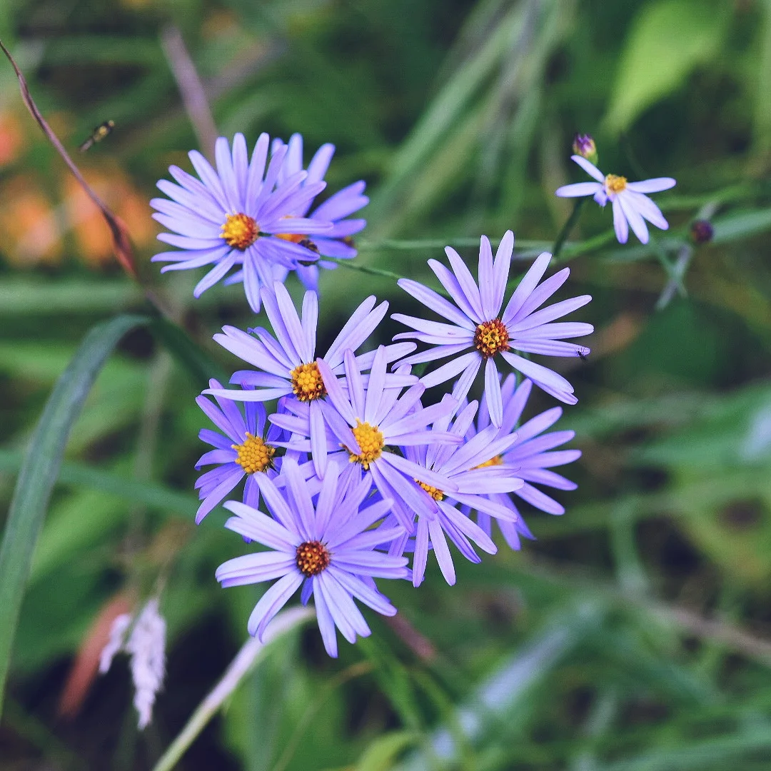 September Birth Flower 