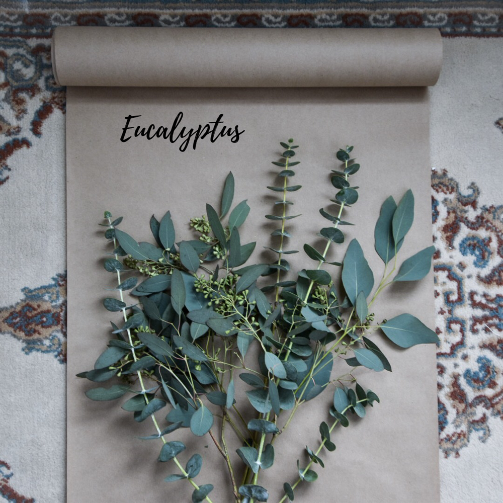 eucalyptus.png