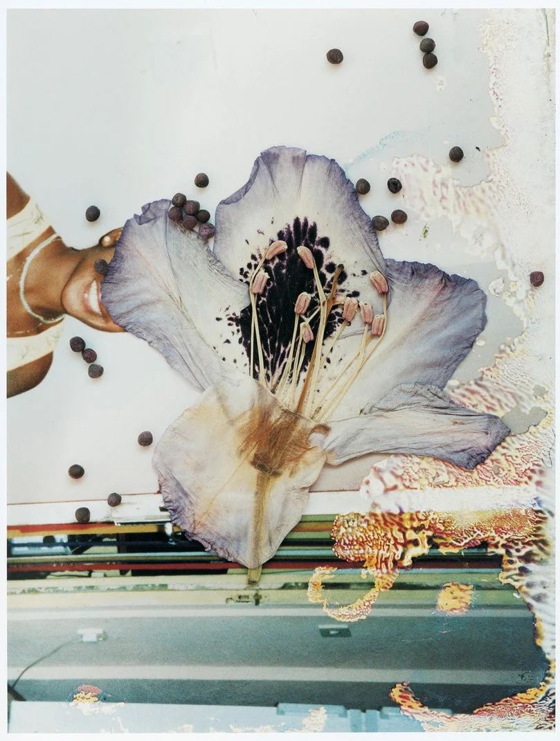 SGI 05 31 01 12 , 2004-2007, from the series Hackney Flowers