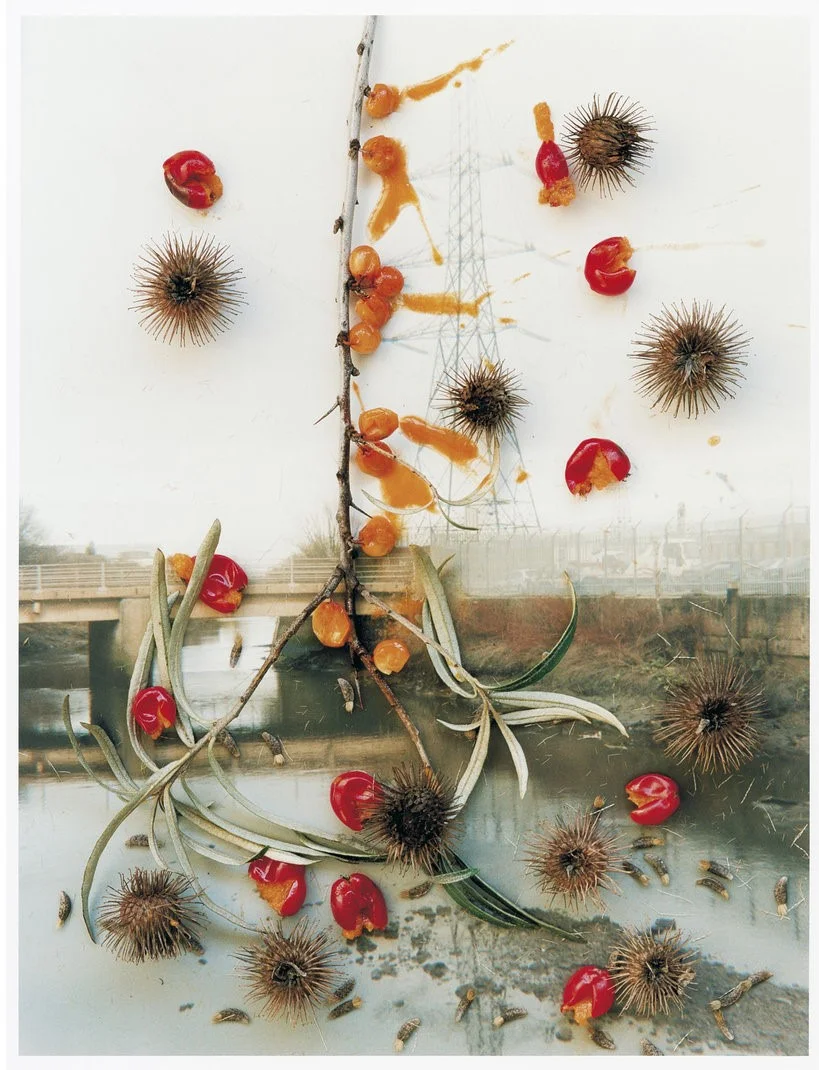 SGI 05 03 10 43 , 2004-2007, from the series Hackney Flowers