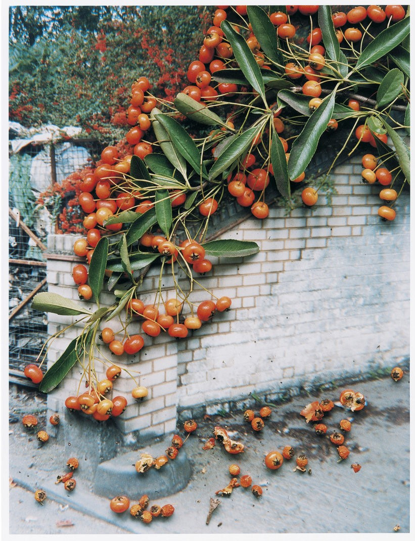 Untitled, from the series 'Hackney Flowers' , 2007