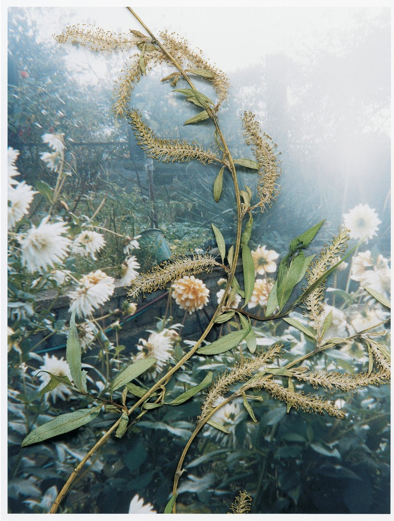 Untitled, from the series 'Hackney Flowers' , 2007