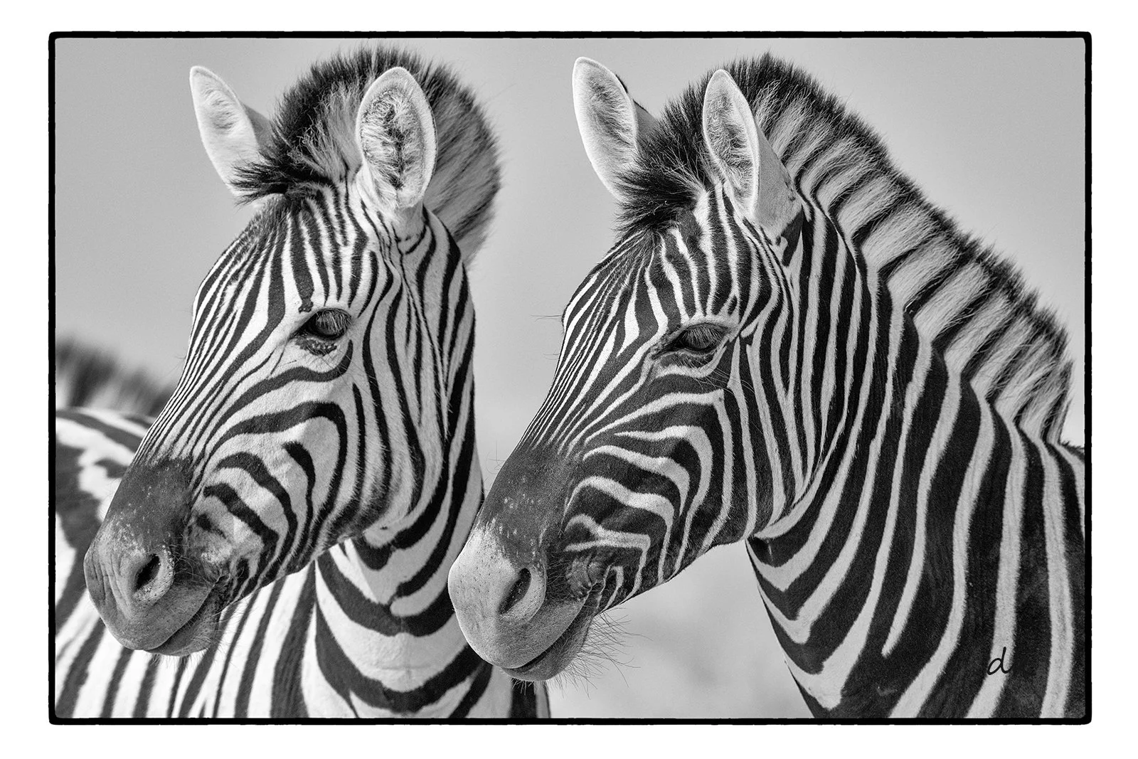 Zebra Etosha