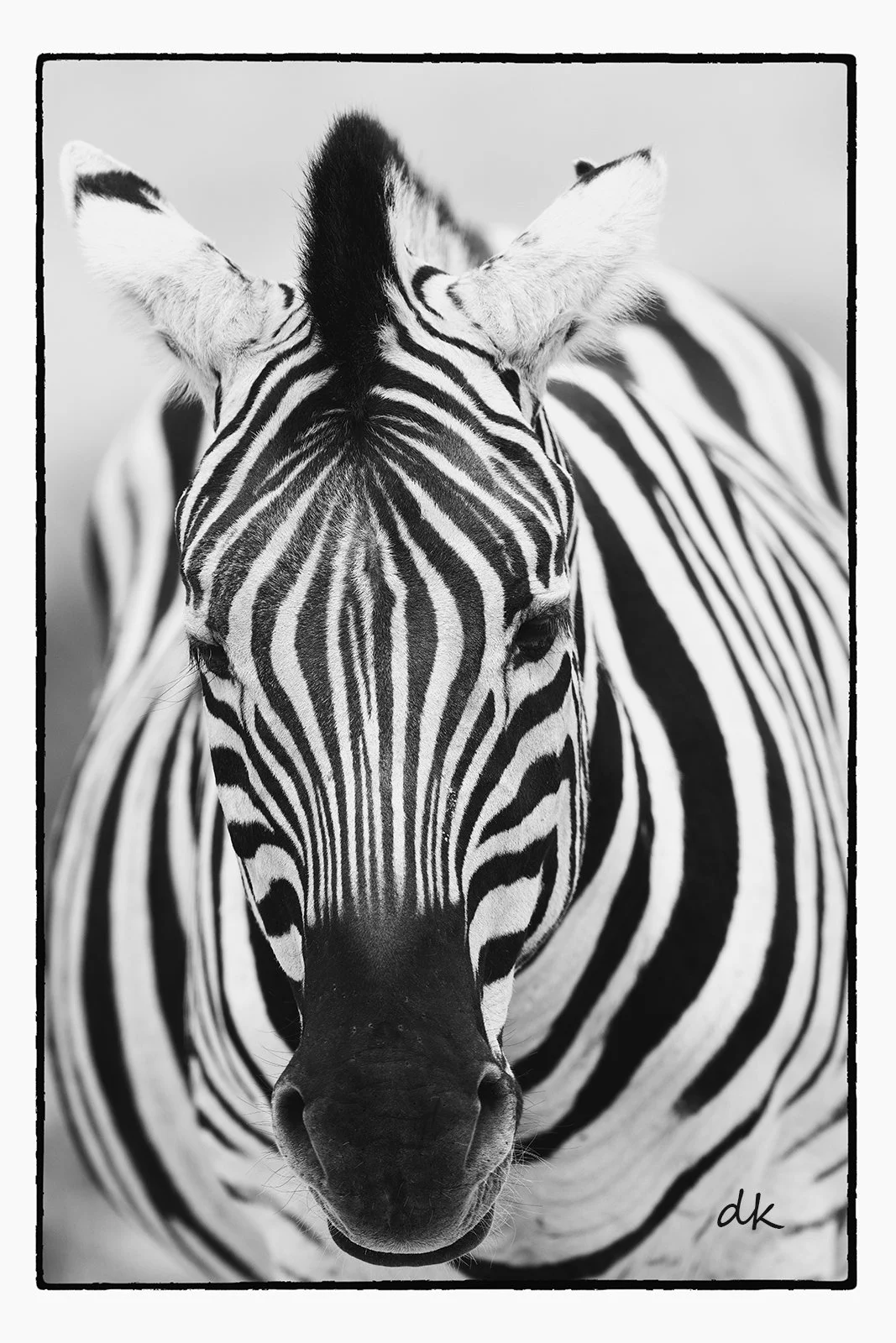 Lone Zebra Etosha