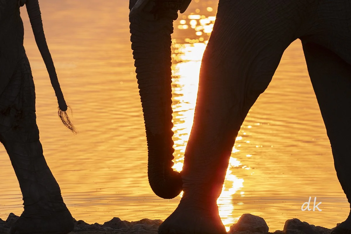 Elephants Halali waterhole sunset