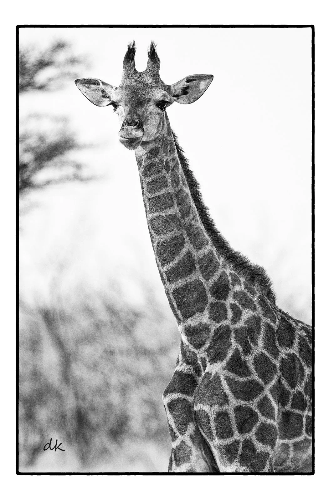 Giraffe Hoanib Riverbed