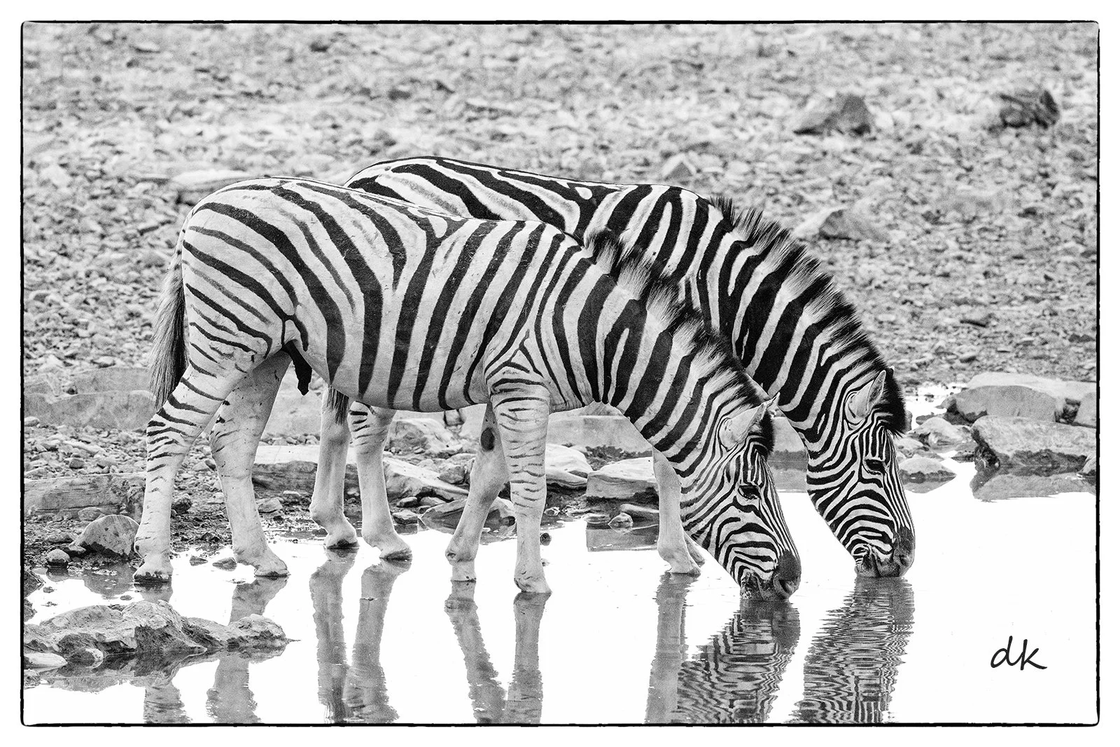 Zebra Waterhole Etosha