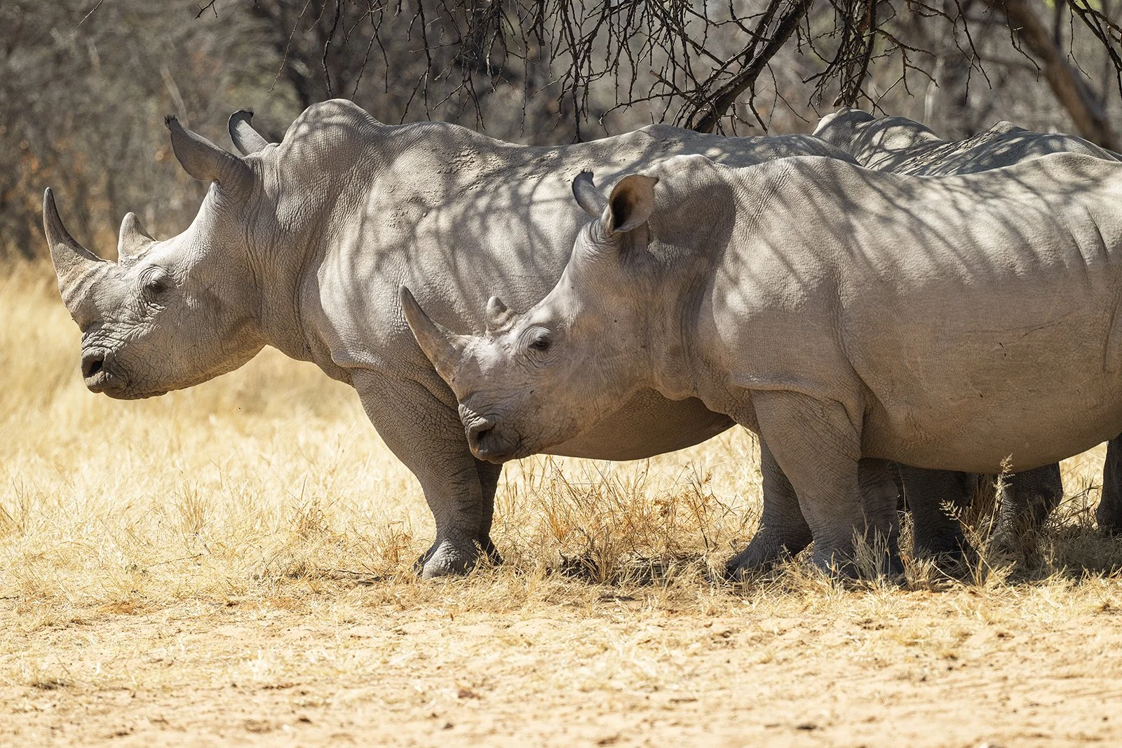 White Rhino Waterberg Plateau