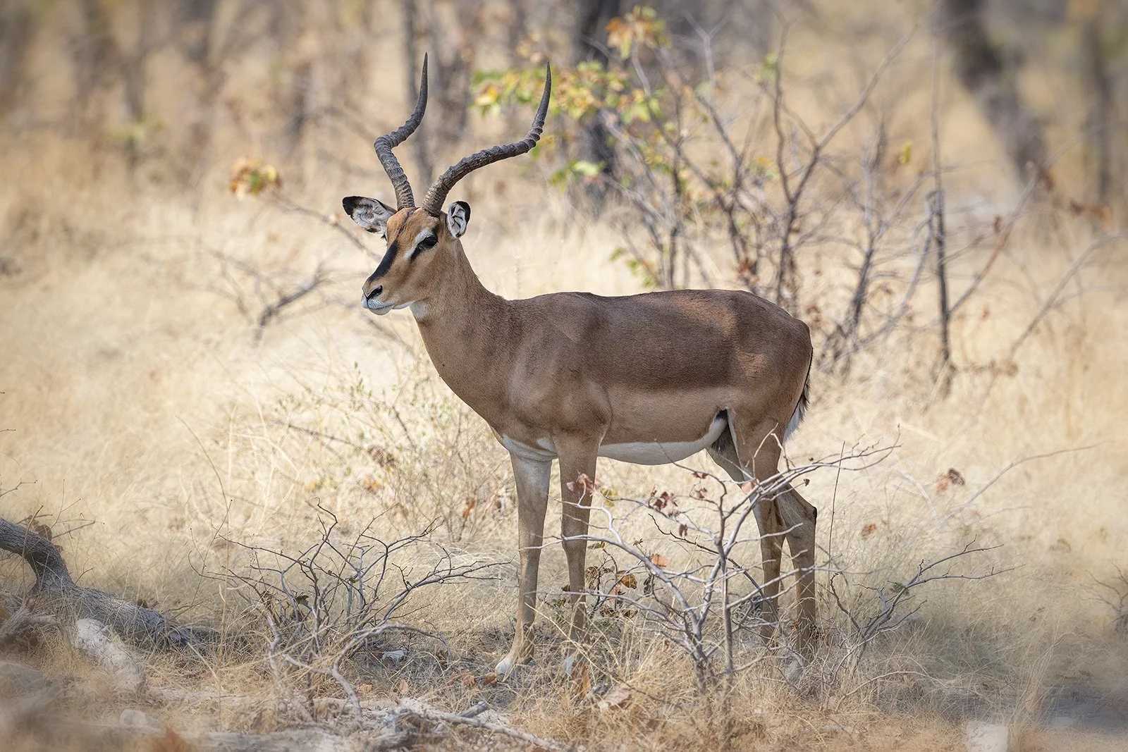 Black faced Impala Etosha NP