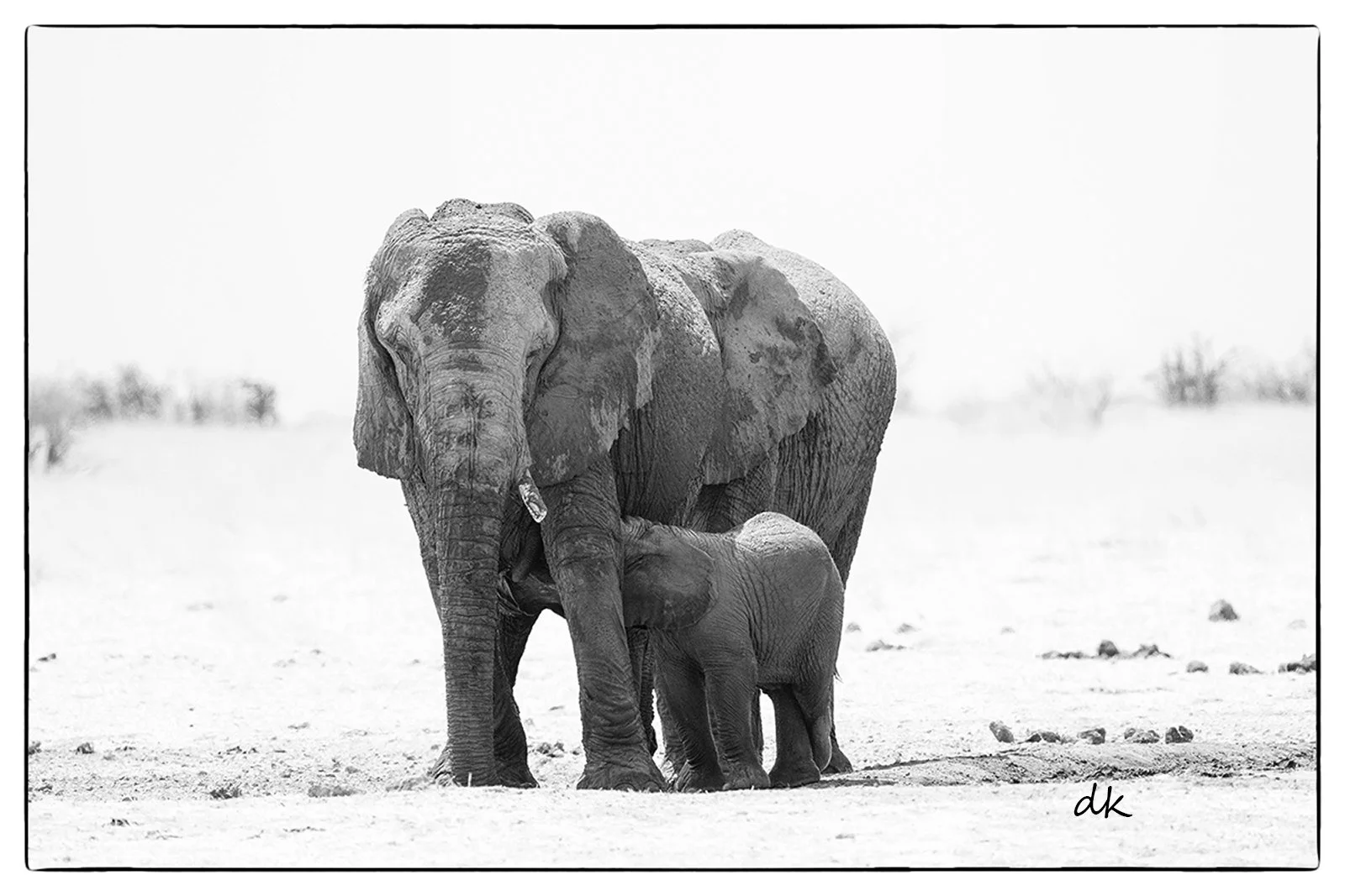Elephants Etosha