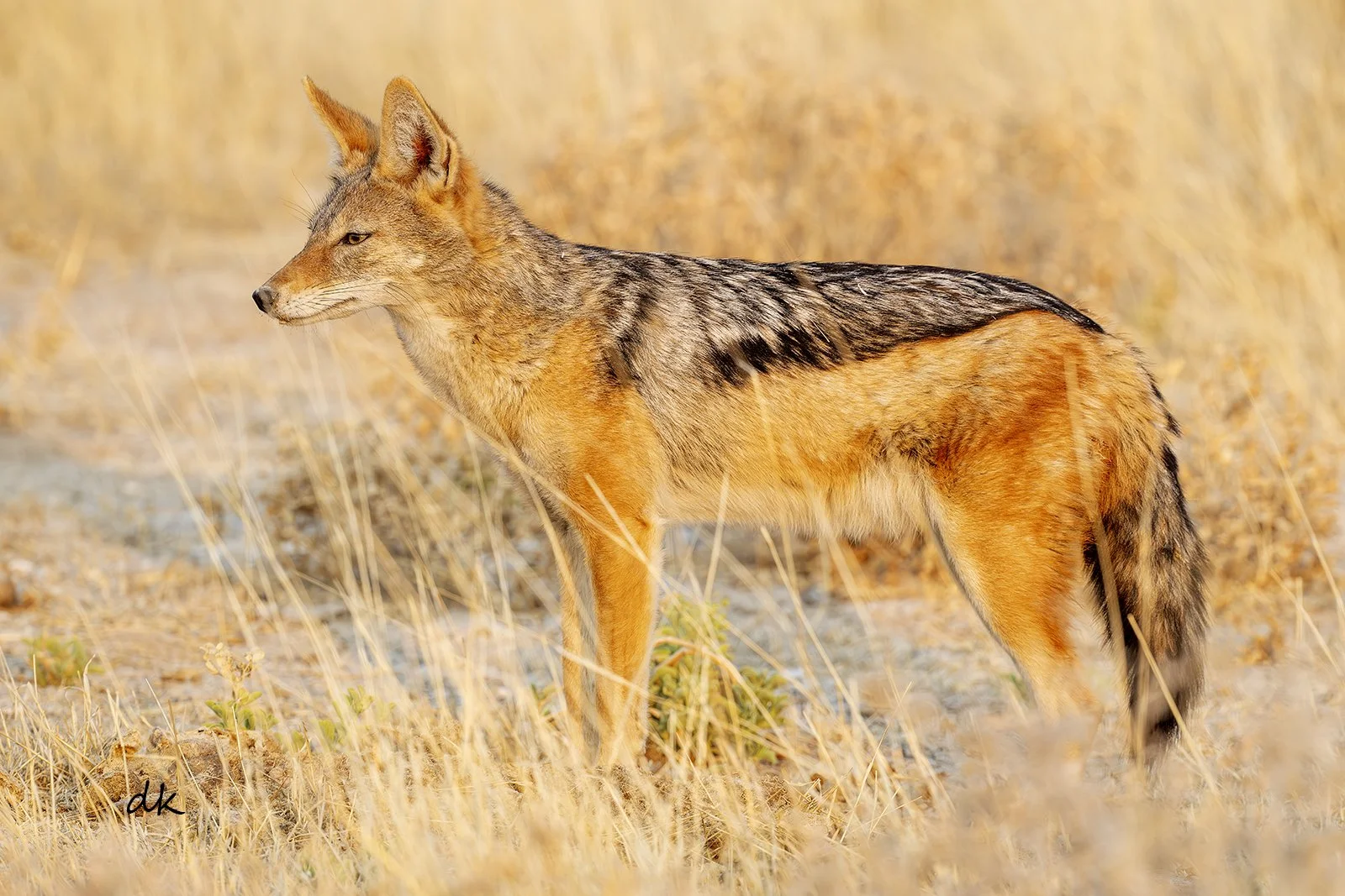 Black-backed jackal Sossusvlei