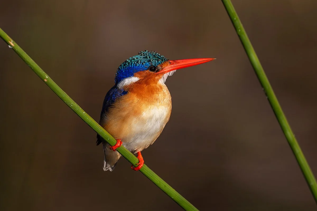 Malachite kingfisher.jpg
