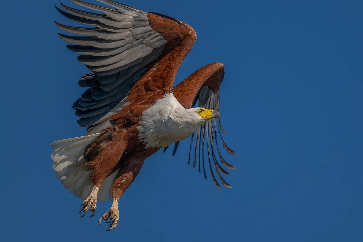 African fish eagle in flight.jpg