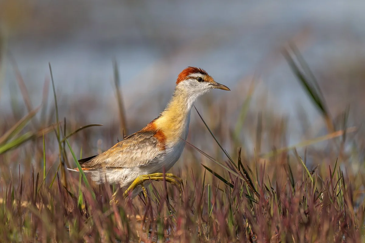 Lesser Jacana.jpg
