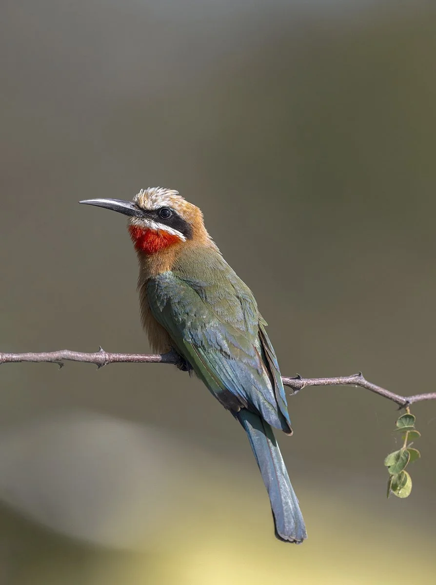 White-fronted bee-eater.jpg