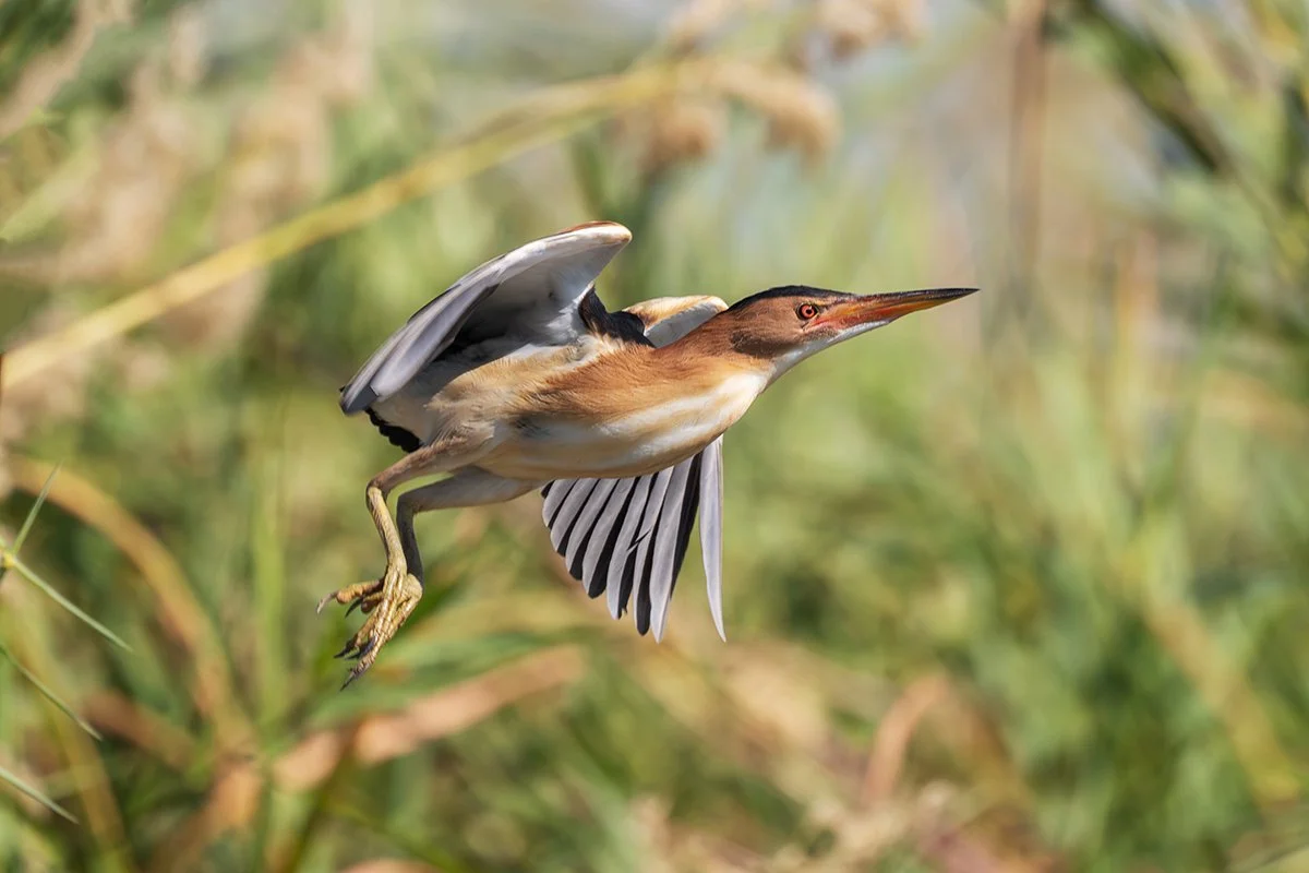 Little Bittern Botaurus minutus.jpg